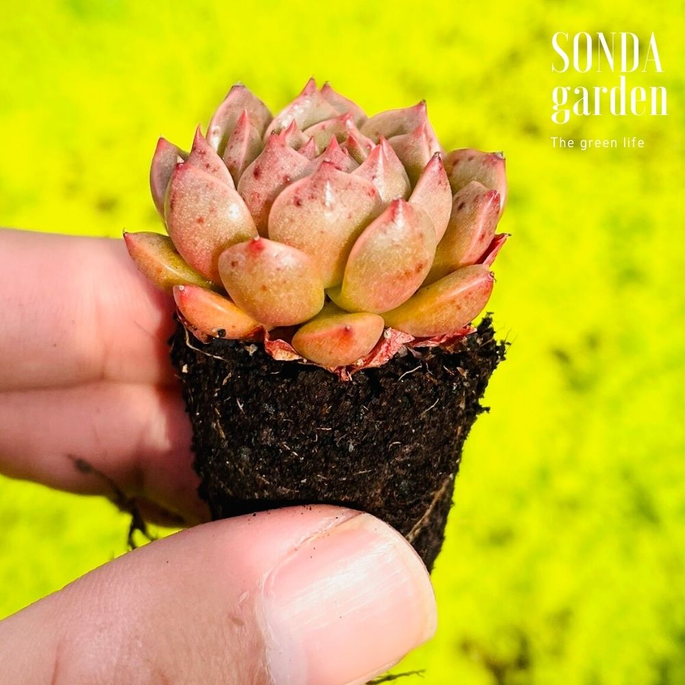 SEN ĐÁ RUBY LÁ NGẮN SIZE MINI, LỖI 1 ĐỔI 1