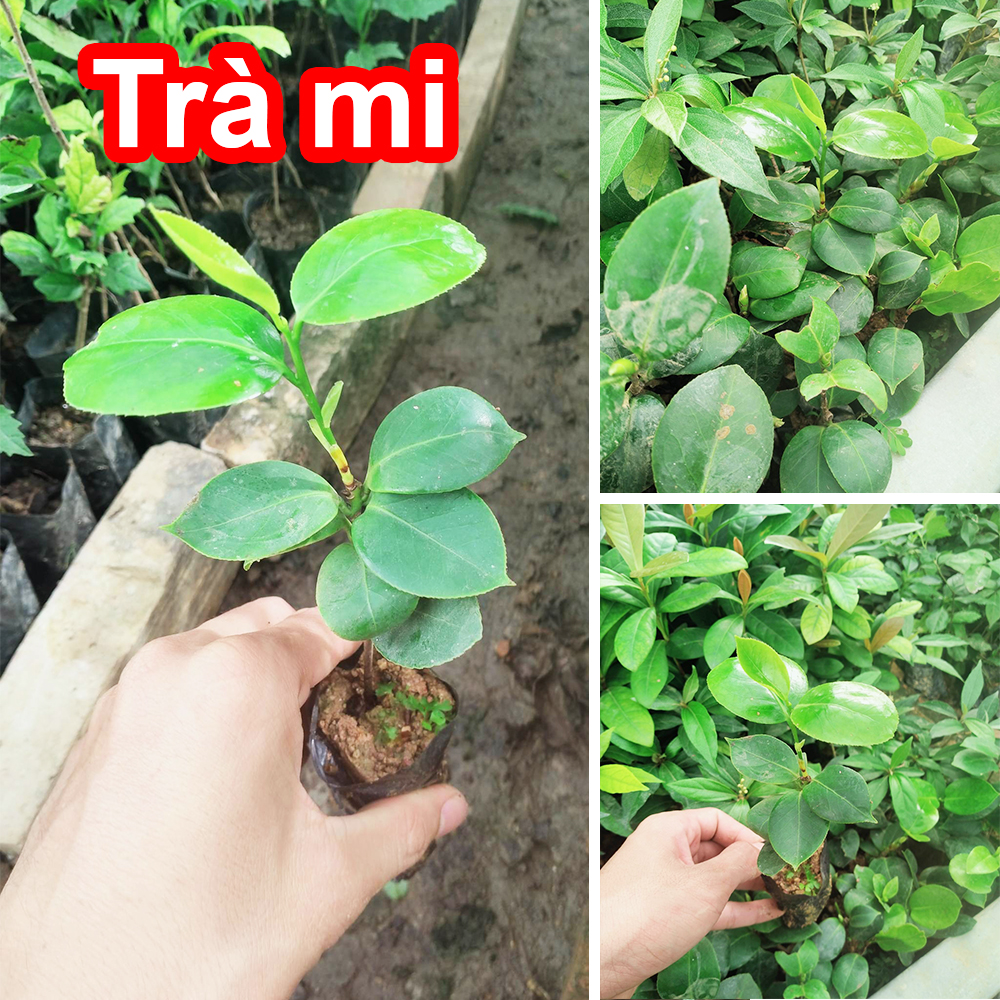 [Cây dược liệu] Cây giống hoa Trà Mi