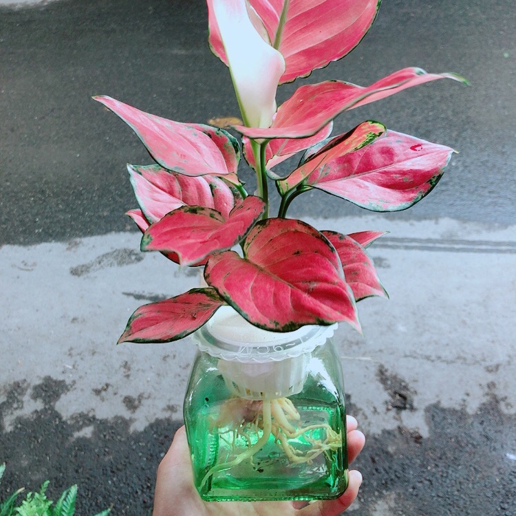 Chậu Vạn Lộc Thuỷ Sinh
