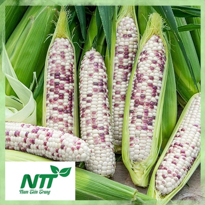 Hạt giống Bắp Ngọt - Bắp Tím Ngọt TN