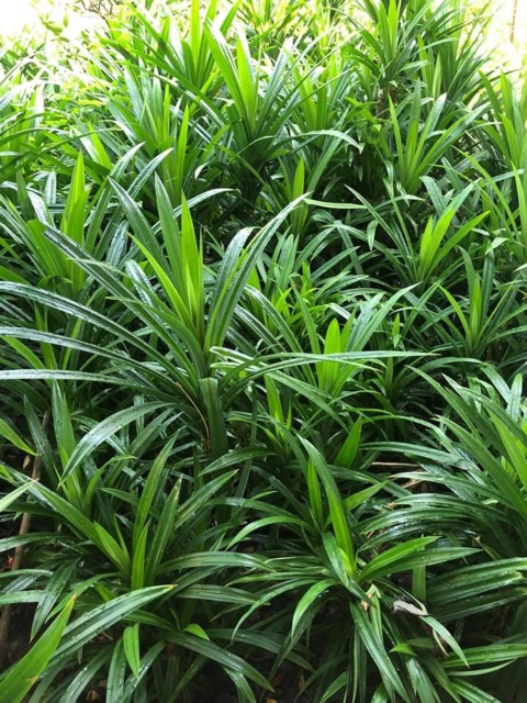 Cây Giống Lá Nếp Siêu Khỏe 366LZ