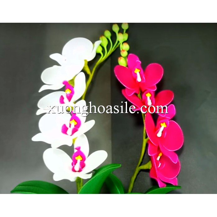 [HCM]NỤ LAN HỒ ĐIỆP ( 50 NỤ), NỤ LAN ĐẤT SÉT