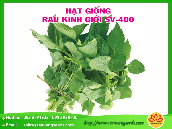 Hạt giống rau kinh giới sv 400 bịch 1gr