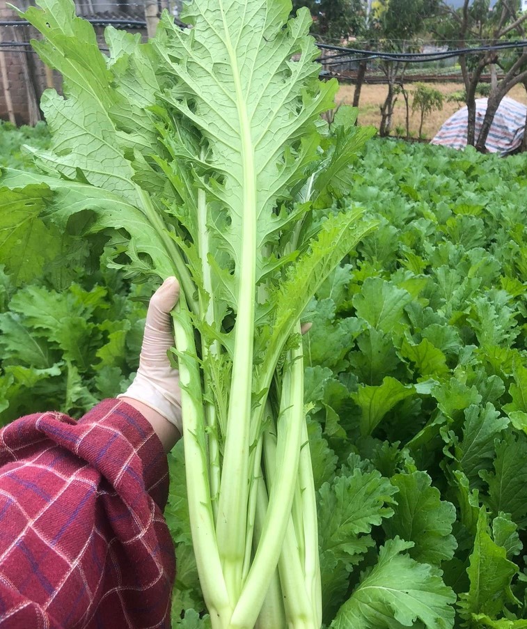 Hạt Giống Cải Mèo Tây Bắc ( Ngon Ngọt Dễ Trồng )
