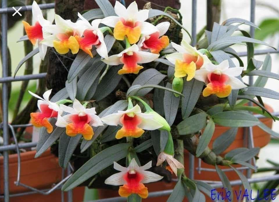 Combo 3 Lan Bạch Hỏa Hoàng