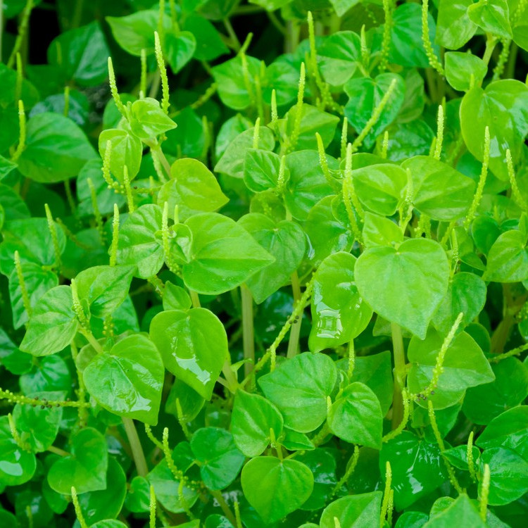 Hạt Giống Rau Càng Cua - gói 0.5gram ( 2000 hạt )