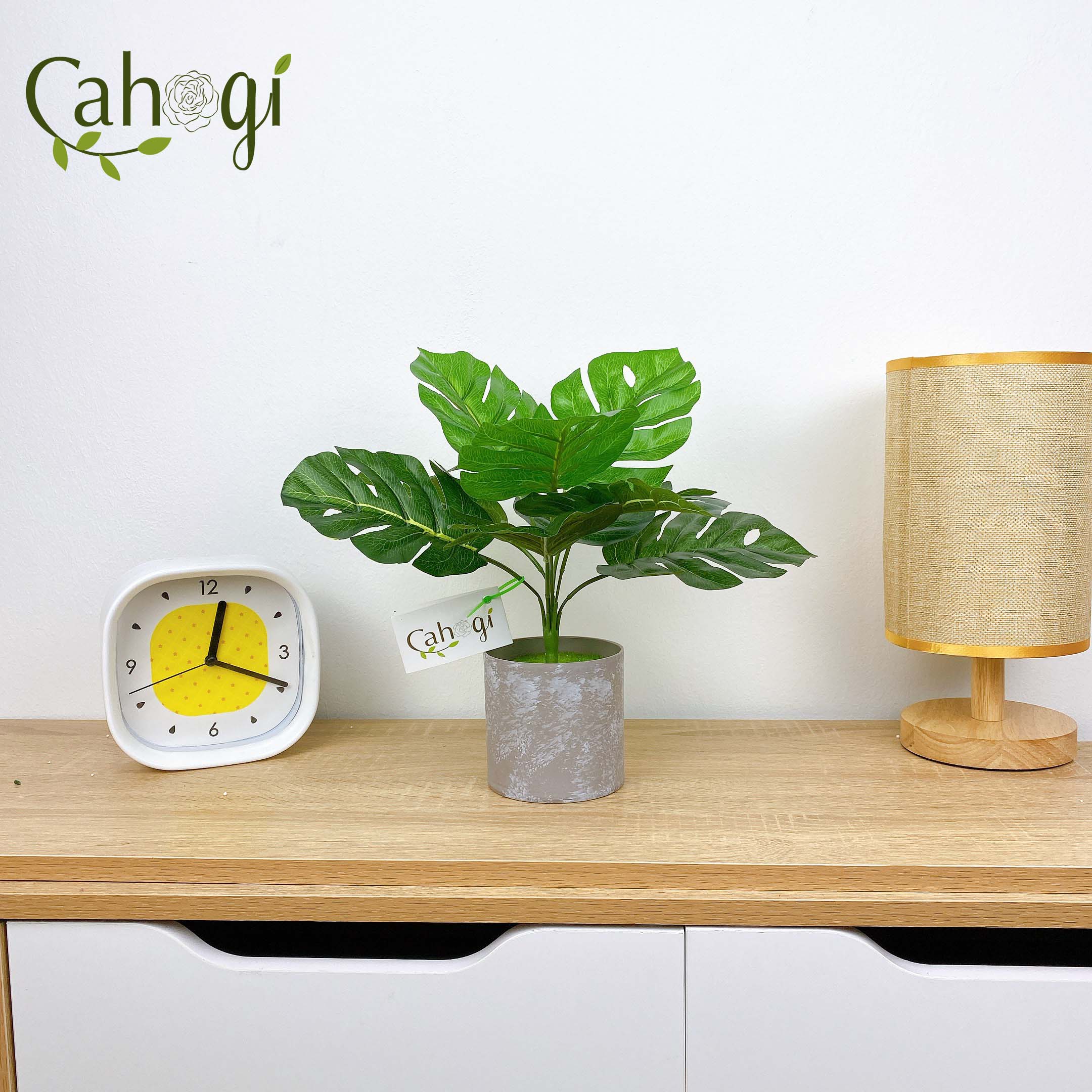 Cây Giả Cây Lá Rùa 30cm