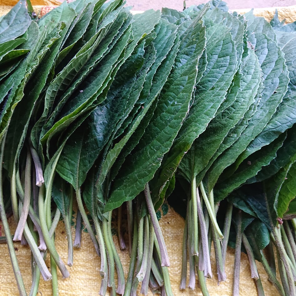 1kg Lá Cây Chè Khổng Lồ Tươi - Chè Đại
