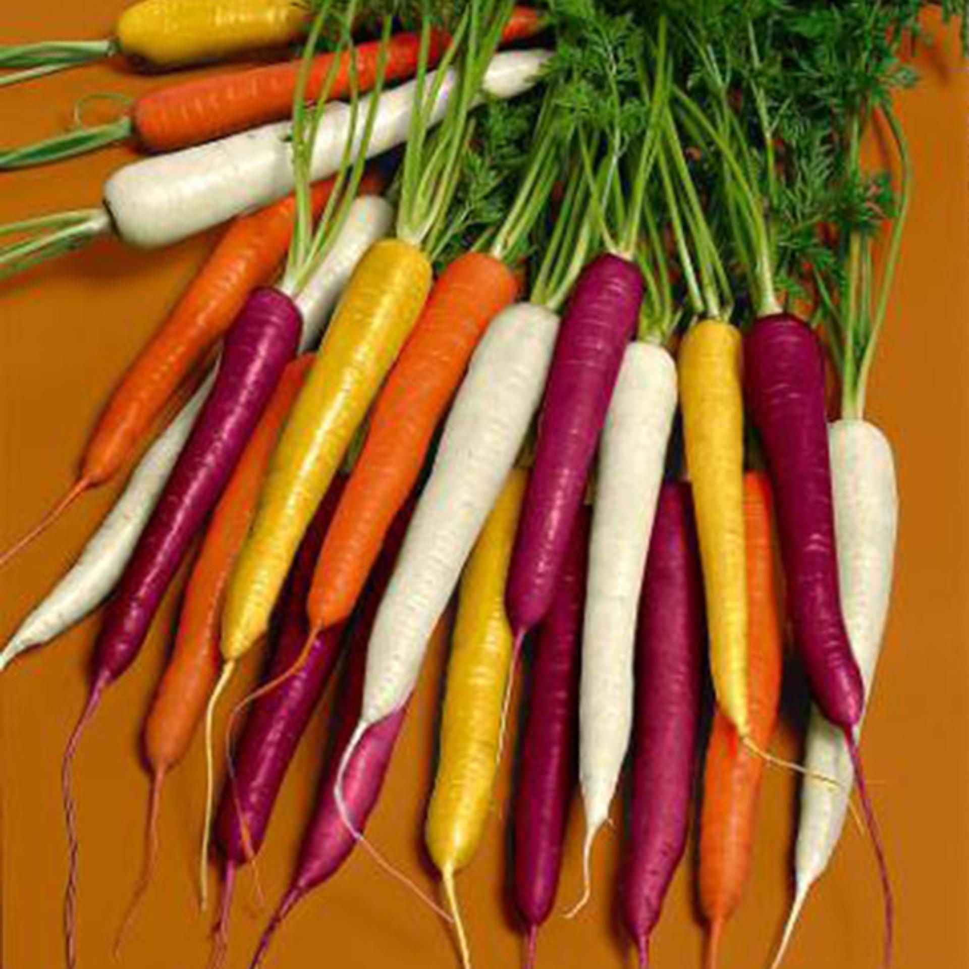 50 Hạt giống Cà rốt nhiều màu (tặng Kích nẩy mầm, Hướng dẫn ươm)
