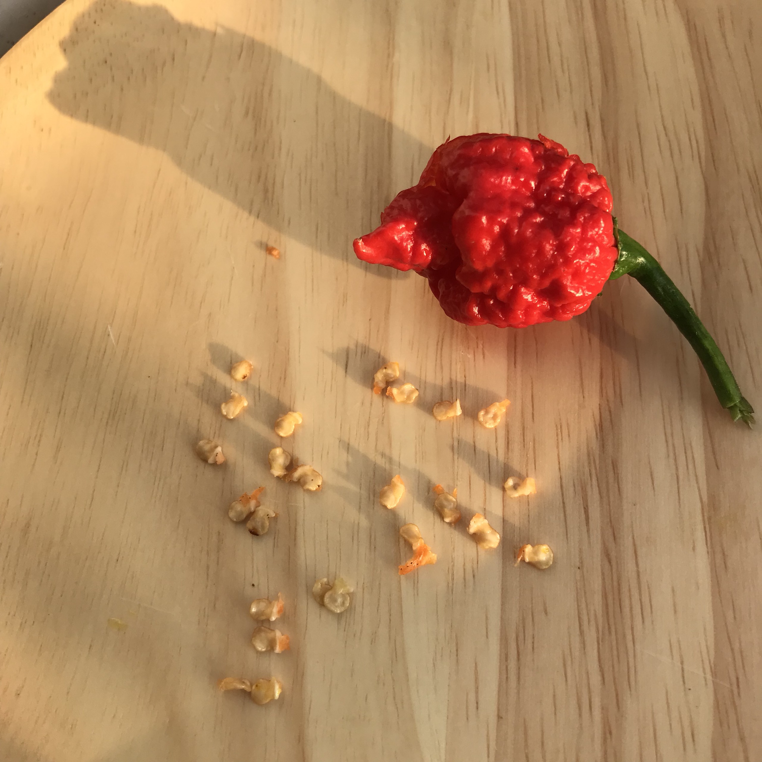 Hạt ớt giống Carolina Reaper Red