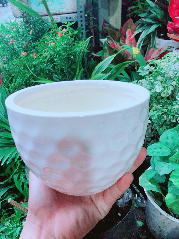 Chậu Sứ Trồng Cây 15cm