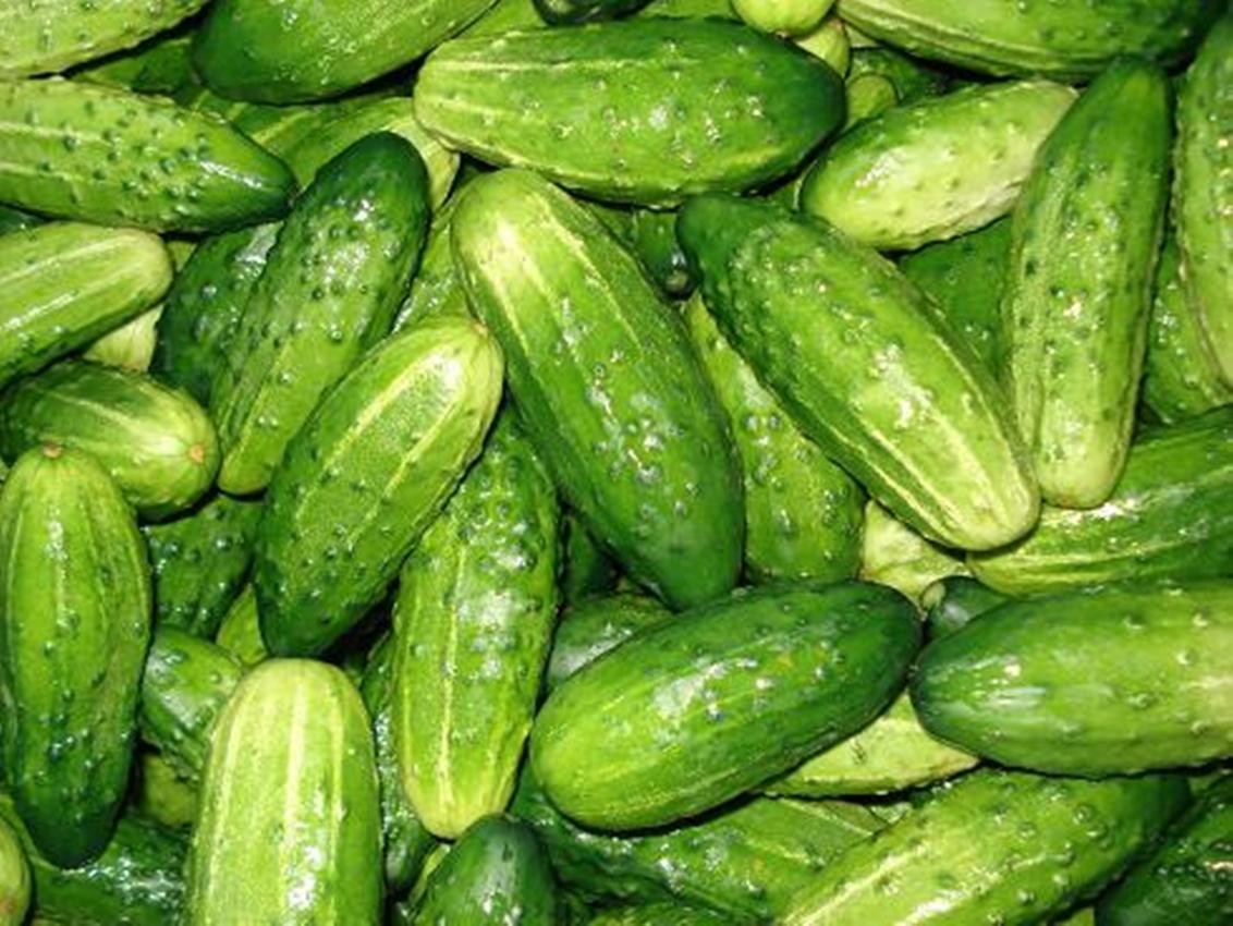 Hạt giống Dưa chuột bao tử