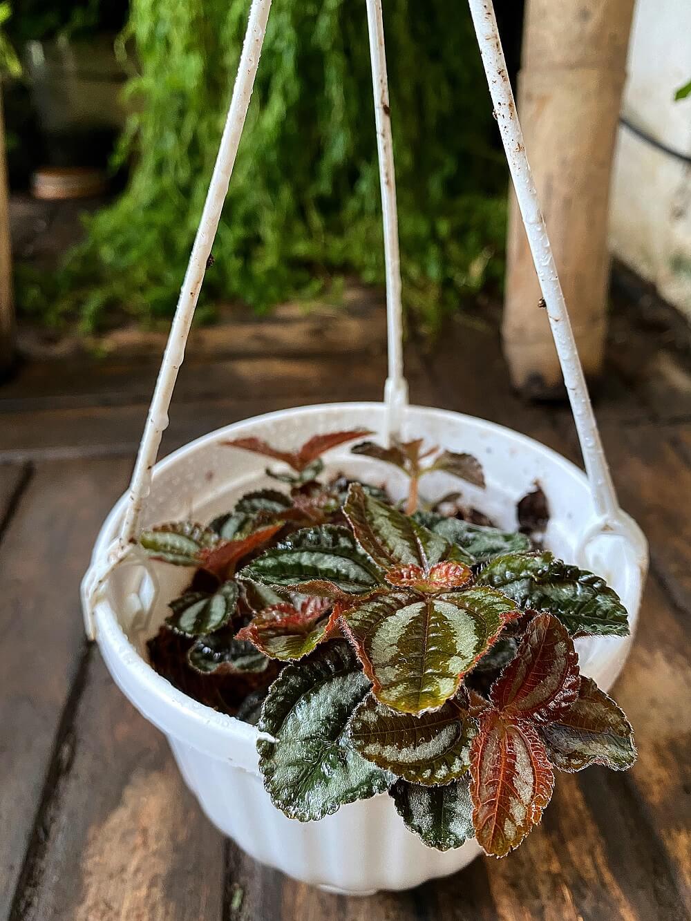 Cây Pilea repens Bronze (Đồng Hổ Nhĩ, Tai Hổ Màu Đồng) chậu treo bí ngô