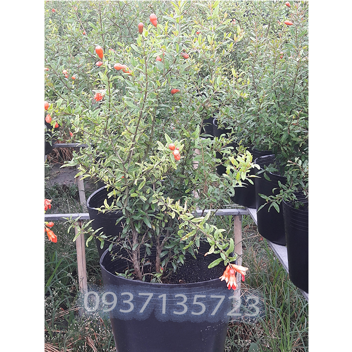 [HCM]cây lựu  lê  ( lựu kiểng ) -- cao từ 45-60 cm