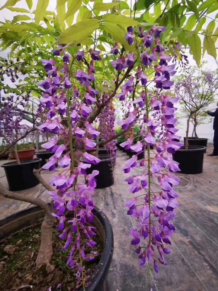 Cây TỬ ĐẰNG thân gỗ bonsai, hoa TÍM siêu đẹp