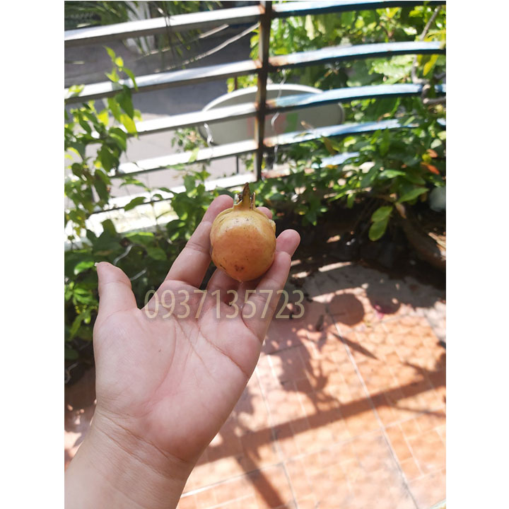 [HCM]cây lựu  lê  ( lựu kiểng ) -- cao từ 45-60 cm