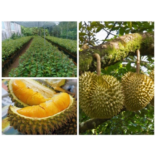 Cây giống Sầu Riêng Mussang King [GỐC SIÊU TO - GỐC GHÉP 2 NĂM].