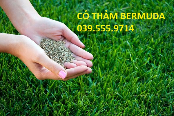 Hạt Giống Cỏ Thảm BERMUDA ( Cỏ Chỉ) 500G