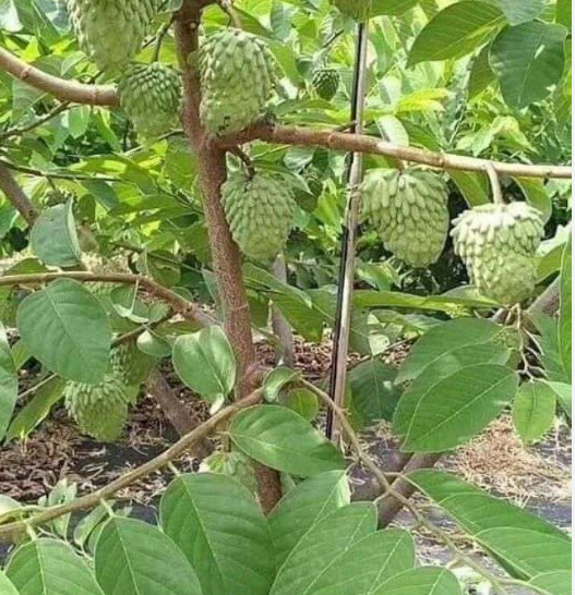 02 Cây giống Na Sầu Riêng