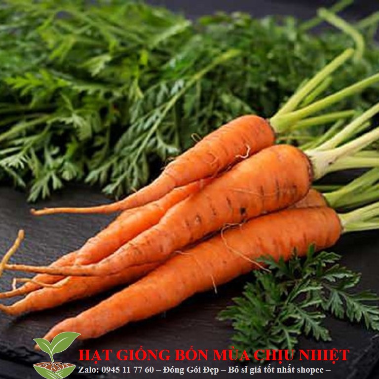 MJ73 HẠT GIỐNG CÀ RỐT F1 KHOẢNG 100 HẠT
