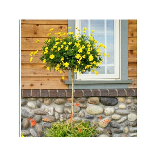 MJ105 [Hạt mới, nảy mầm cực tốt] Gói 50 hạt giống hoa cúc thân gỗ lâu năm