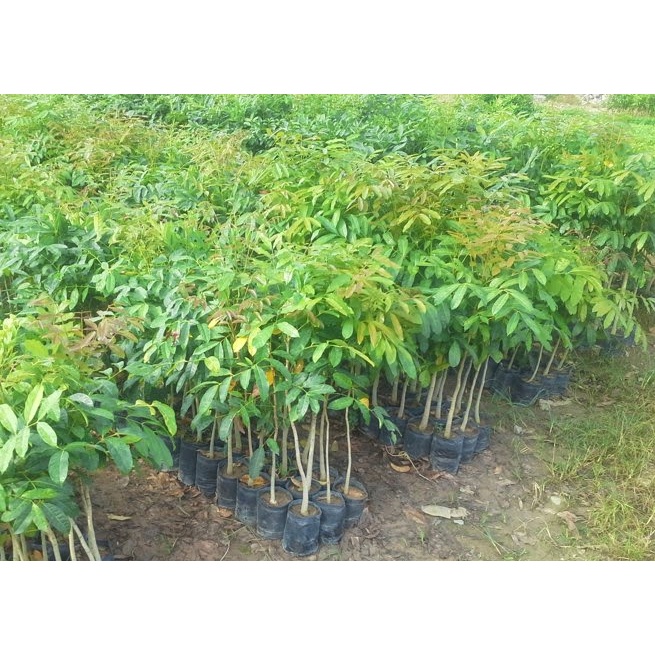 CÂY XÀ CỪ GIỐNG TỐT (cây giống bảo hành )