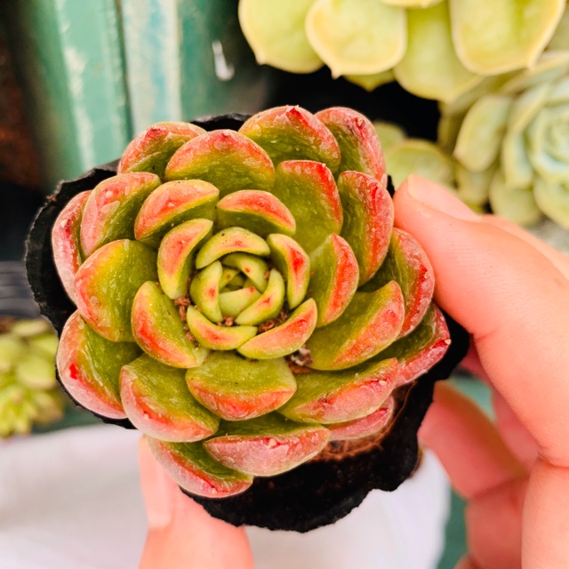 SEN ĐÁ VIỀN LỬA SIZE BÉ SIÊU KHỎE ĐẸP LỖI 1 ĐỔI 1