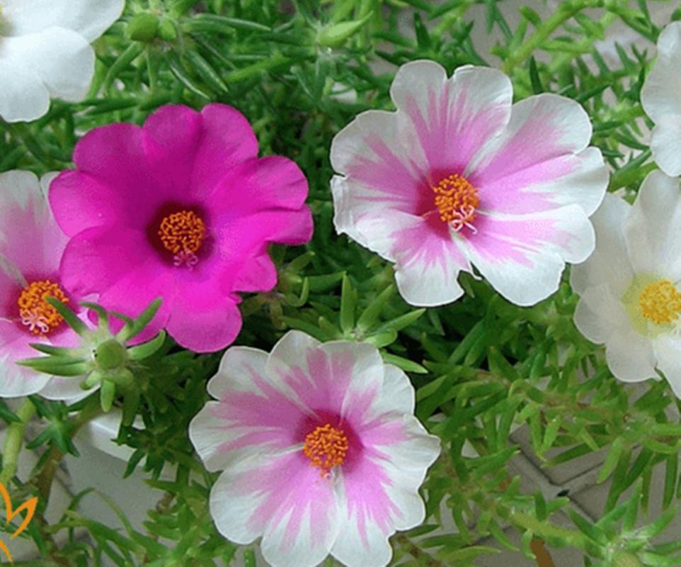 200 Hạt giống hoa mười giờ đơn