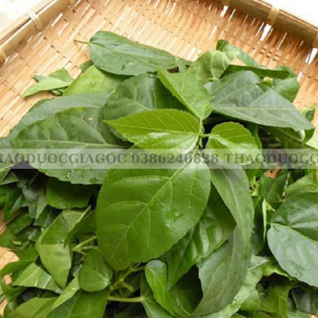 1kg lá vọng cách hoà bình xanh thơm sạch.