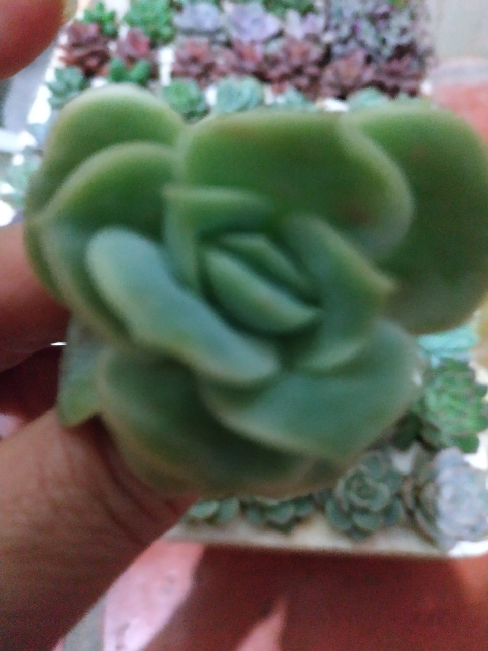 SEN ĐÁ HOA HỒNG HÀ LAN - ĐÀ LẠT