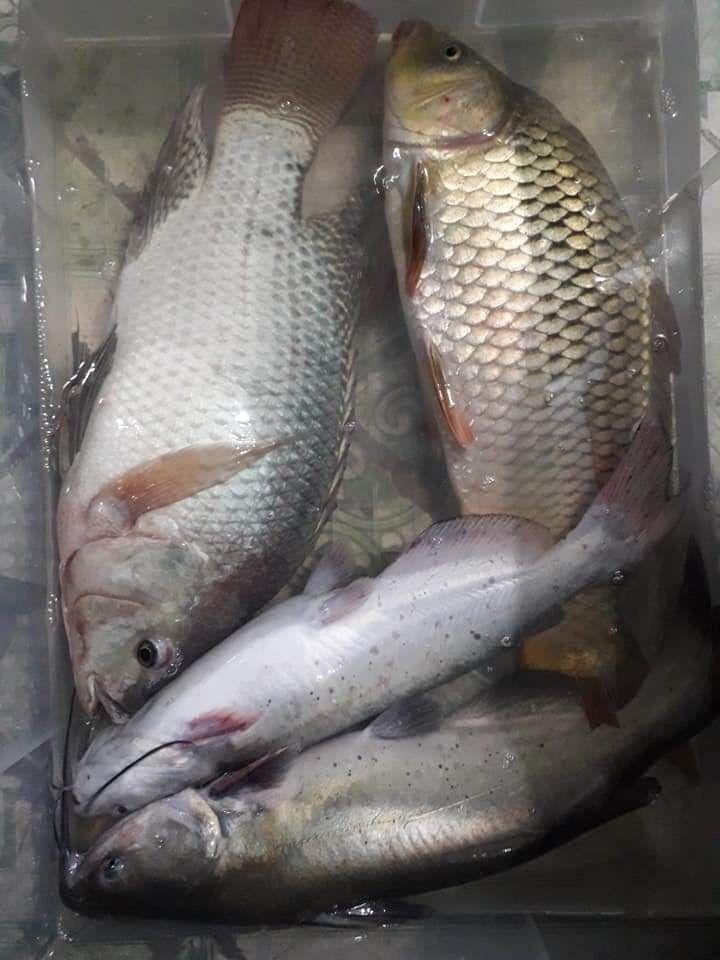 Mồi câu Chép Đức Sơn