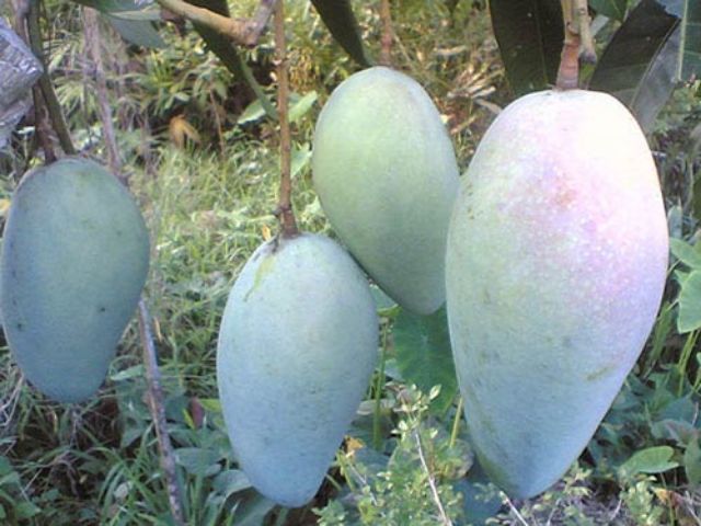 Cây xoài đài loan