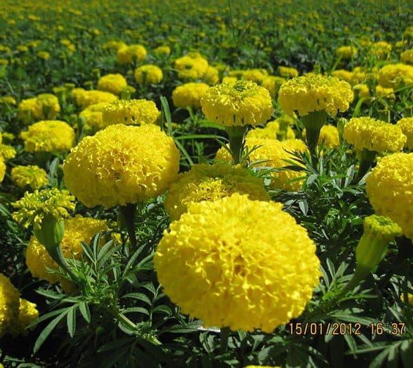 Gói 50 hạt giống cúc vạn thọ vàng chanh
