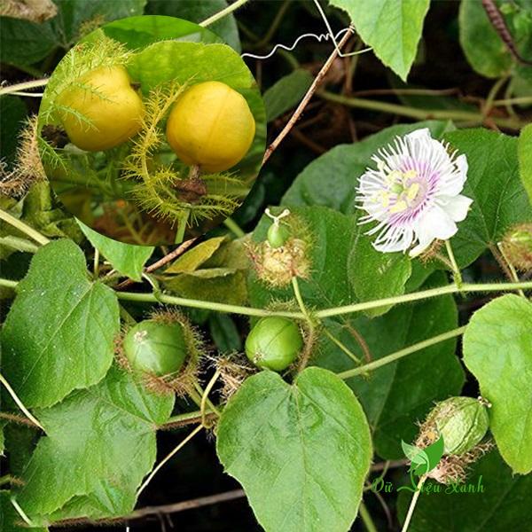 Hạt giống cây nhãn lồng ( lạc tiên hay chùm bao ) - Gói 30 hạt