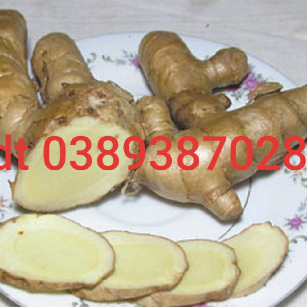 nghệ trắng rừng,1kg