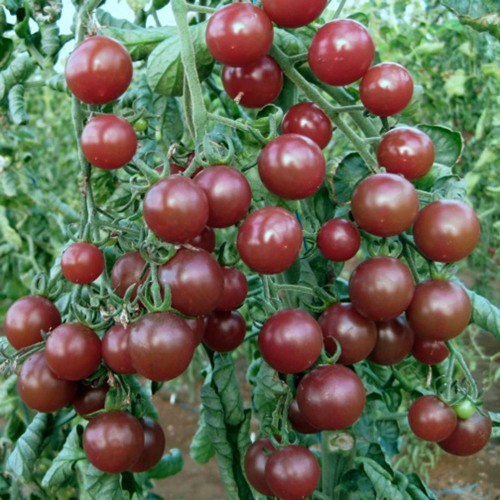 Hạt cà chua socola f1 - gói 5 hạt