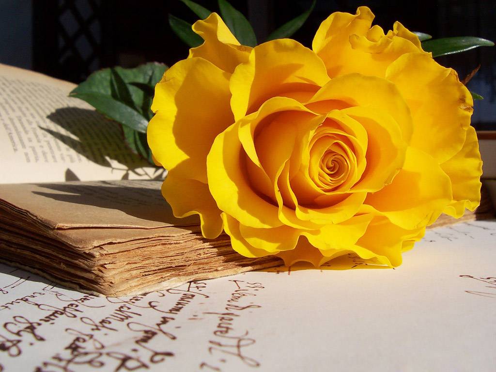 Hoa hồng vàng tươi thắm | Lazada.vn
