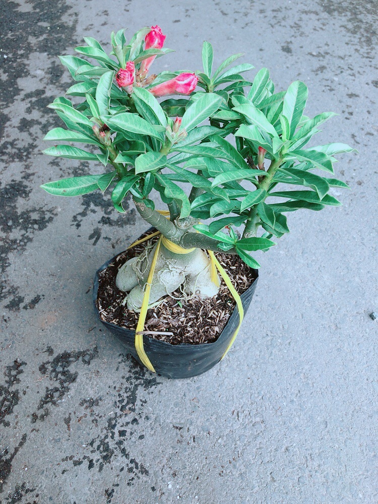 Cây Sứ Thái Kép