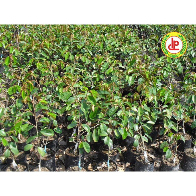 CÂY GIỐNG VÚ SỮA TÍM MIKA (8 THÁNG THU HOẠCH)