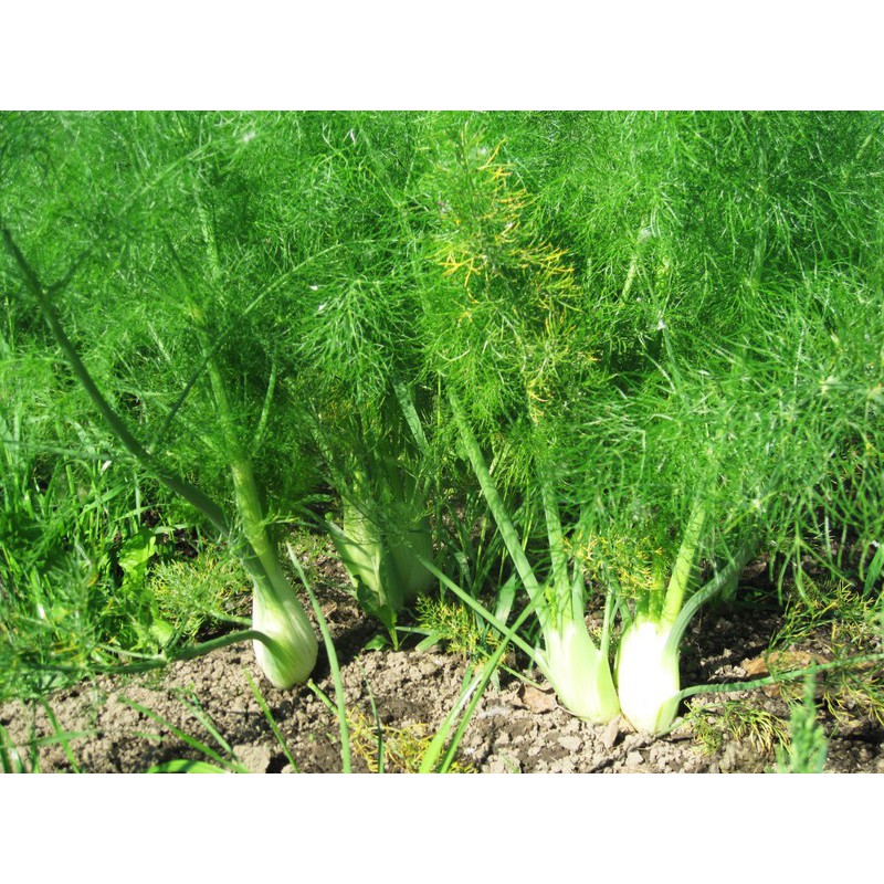 Hạt rau thì là - gói 5 gram