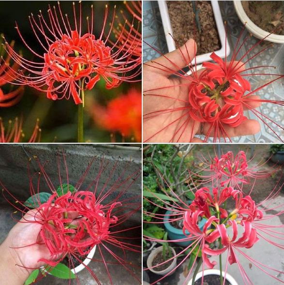 Combo 3 củ giống hoa bỉ ngạn hoa màu đỏ ( tặng kèm 3 viên nén ươm củ )