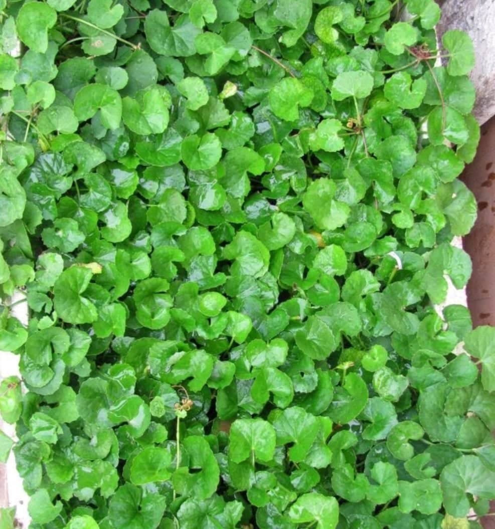Hạt Giống Rau Má Lá Nhỏ gói 0,5gr