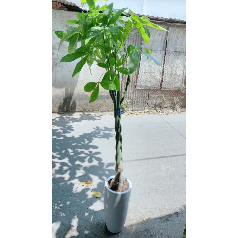 [HCM]Chậu Cây Kim Ngân Lớn