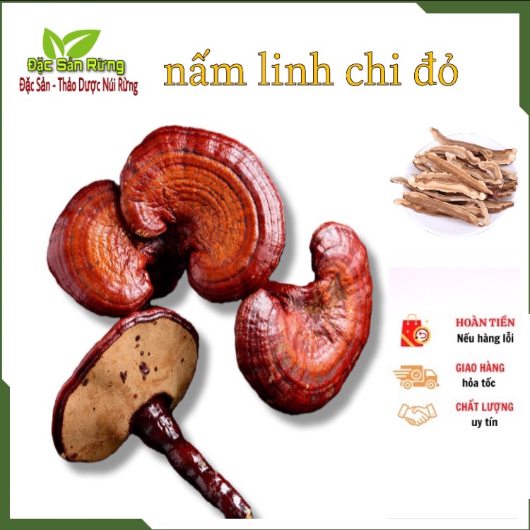 Nấm Linh Chi Đỏ - Đặc Sản Rừng ( gói 500gr )