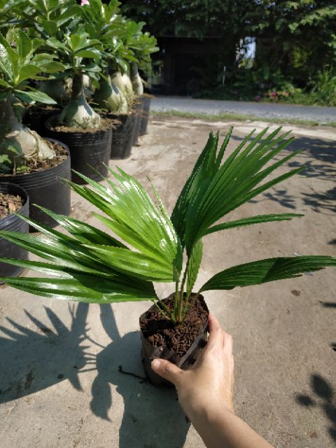 Cây giống Cây Cọ Ta kiểng - Trang Flower