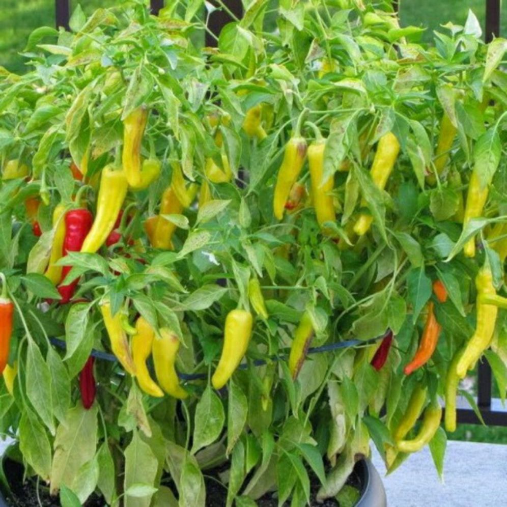 Hạt giống ớt sừng vàng châu phi- gói 0.5gram