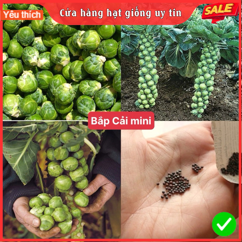 Hạt giống bắp cải tí hon xanh /gói 50 hạt