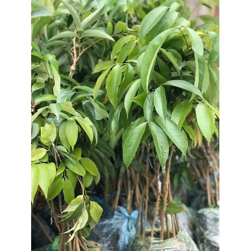 (Cây ăn quả) vải thiều thanh hà tặng 2 cây quế giống