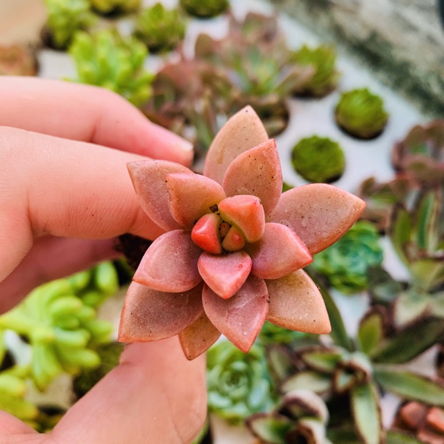 SEN ĐÁ ĐÁ NÂU SIZE MINI SIÊU KHỎE ĐẸP LỖI 1 ĐỔI 1