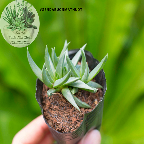 Sen đá cỏ ngọc ❤️[siêu đẹp]❤️ - Sen đá Buôn Ma Thuột - BMT Garden[SIÊU BỀN]